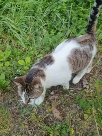 Chatte Perdue 15 Cantal - Mimie Chatte Perdue 15 Cantal - Mimie