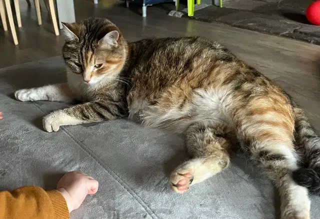 chatte lost   15200 Le Vigean Mimine