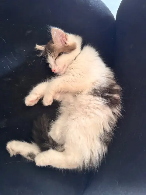 chatte lost   15250 Saint-Paul-des-Landes Moon