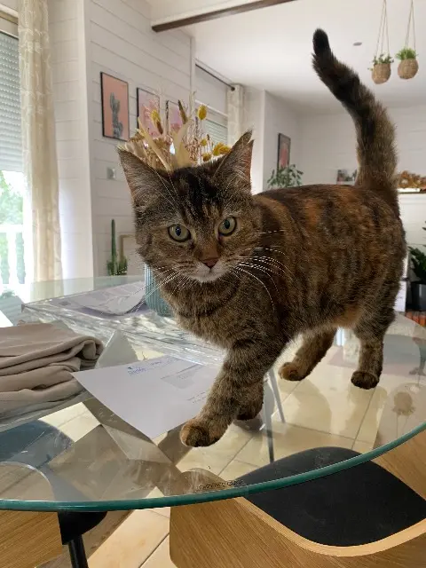 chatte lost   15130 Arpajon-sur-Cère Olia