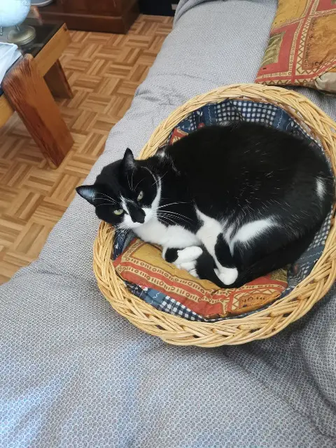 chatte lost   15130 Arpajon-sur-Cère prunelle