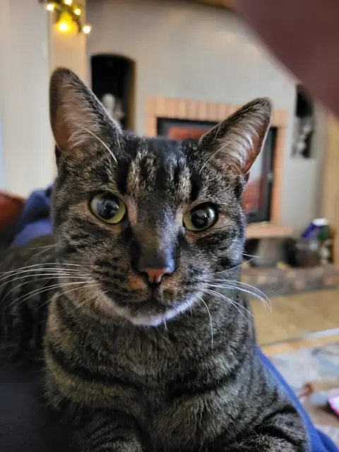 chatte lost   15220 Saint-Mamet-la-Salvetat Thelma