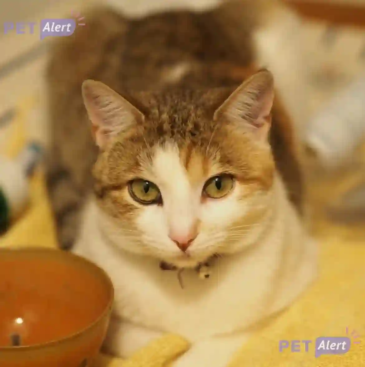 Chatte Perdue 15 Cantal - Up Chatte Perdue 15 Cantal - Up