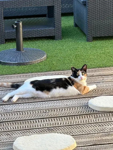chatte lost   16000 Angoulême Aria
