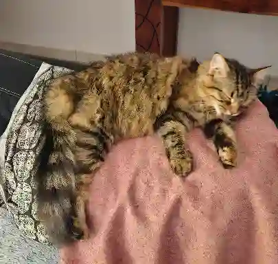 Chatte Perdue 16 Charente - Artemis Chatte Perdue 16 Charente - Artemis
