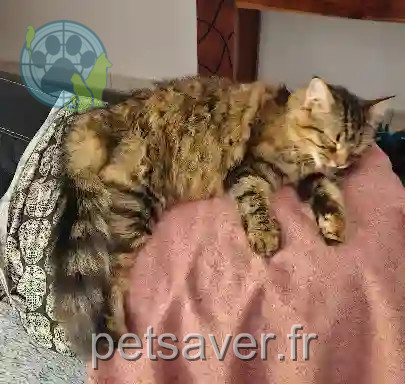 Chatte Perdue 16 Charente - Artemis Chatte Perdue 16 Charente - Artemis