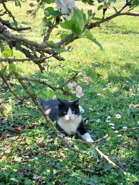 chatte lost   16230 Mansle-les-Fontaines Baguie