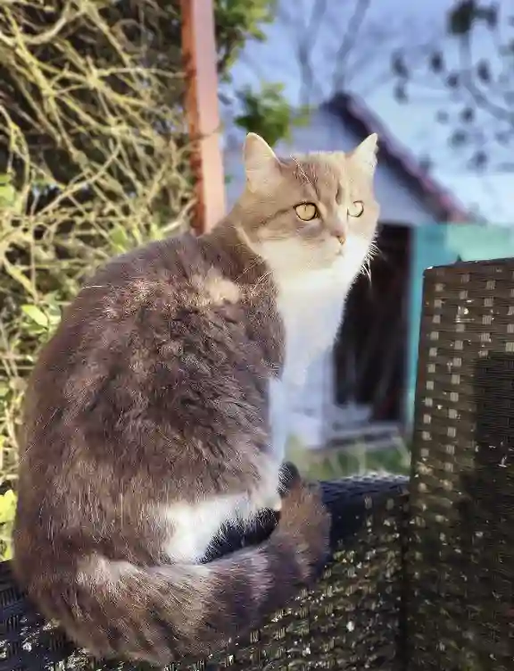 Chatte Perdue 16 Charente Barbezieux-Saint-Hilaire - Lilo