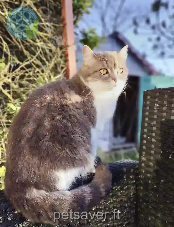Chatte Perdue 16 Charente Barbezieux-Saint-Hilaire - Lilo Chatte Perdue 16 Charente Barbezieux-Saint-Hilaire - Lilo