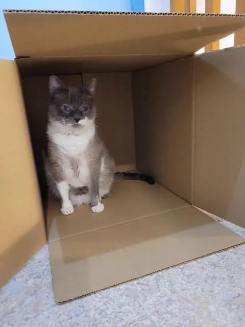 chatte lost   16590 Brie BELLA