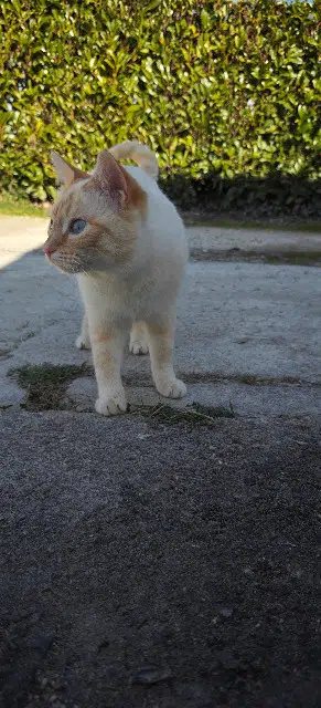 chatte lost   16430 Vindelle Blanche