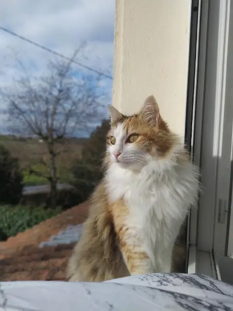 chatte lost   16100 Boutiers-Saint-Trojan Naia