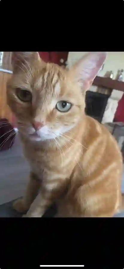 Chatte Perdue 16 Charente - Caramelle Chatte Perdue 16 Charente - Caramelle