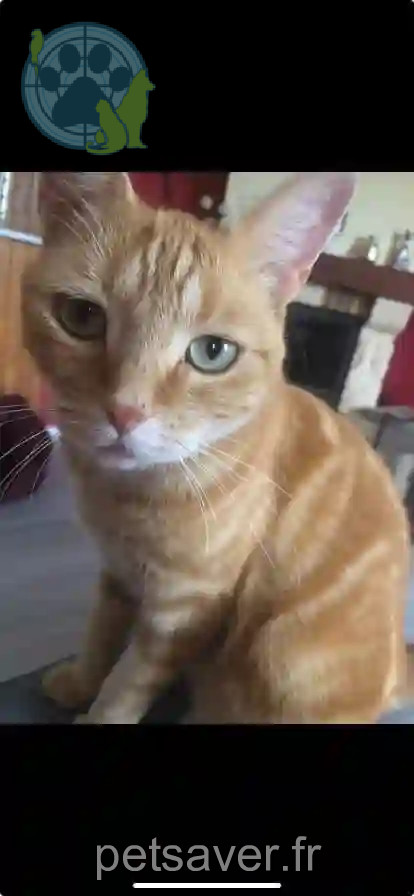 Chatte Perdue 16 Charente - Caramelle Chatte Perdue 16 Charente - Caramelle