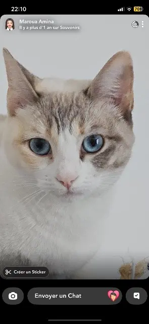 chatte lost   16730 Fléac Chanel