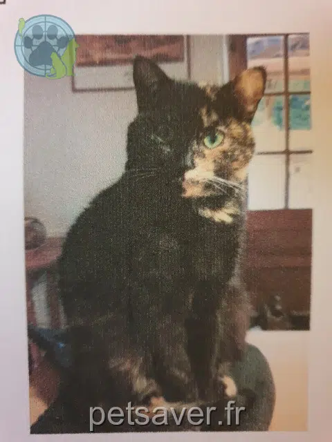 chatte lost   16700 Barro Dagda