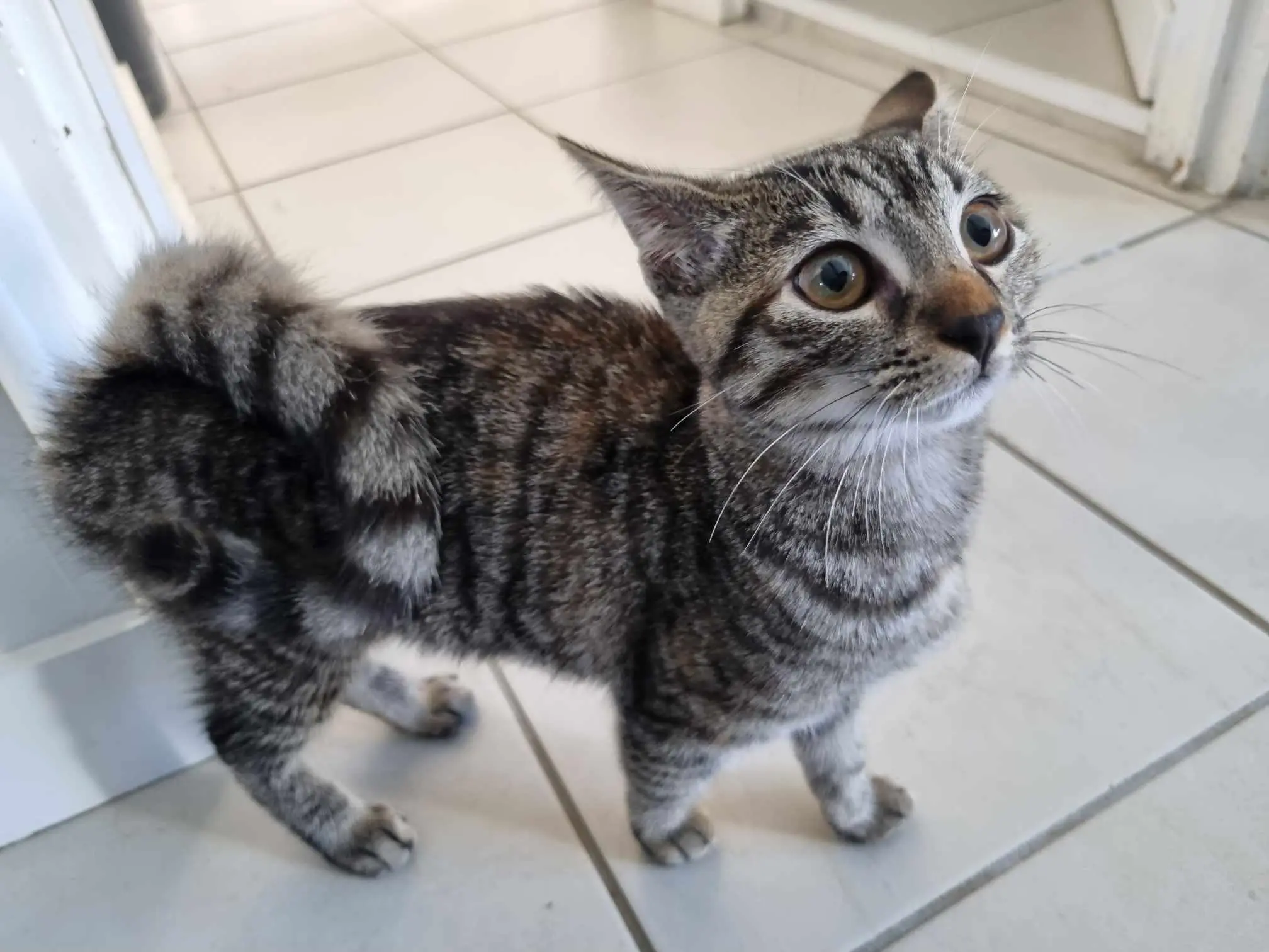 Chatte Perdue 16 Charente Chatte Perdue 16 Charente