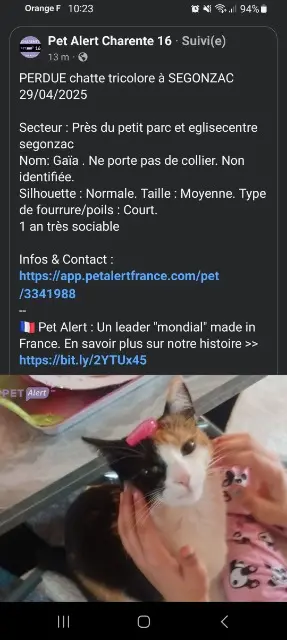 chatte lost   16130 Segonzac Gaia