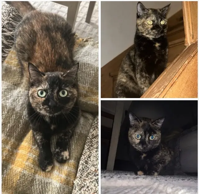 chatte lost   16130 Segonzac Geisha