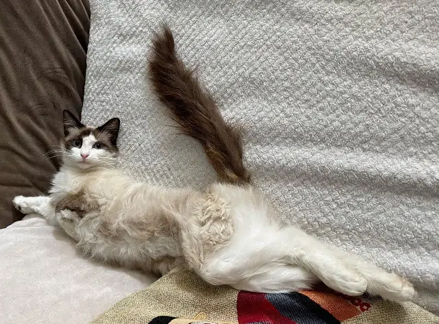 chatte lost   16170 Genac-Bignac Mia