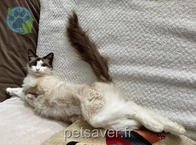 chatte lost   16170 Genac-Bignac Mia