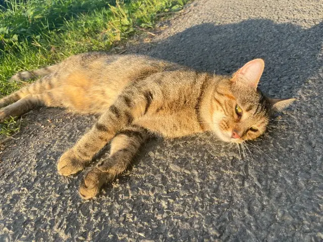 chatte lost   16150 Chabrac Gnoochie