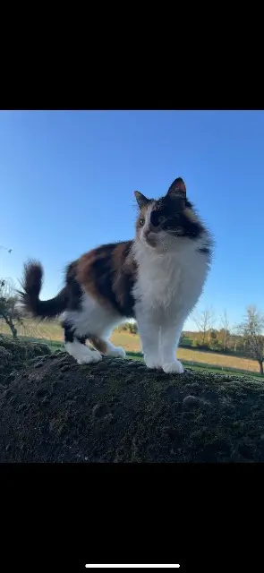 chatte lost   16150 Chabrac Havana