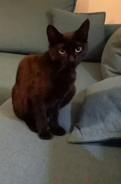 chatte lost   16570 Marsac Holly
