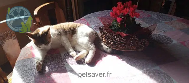 chatte lost   16190 Nonac Houpette