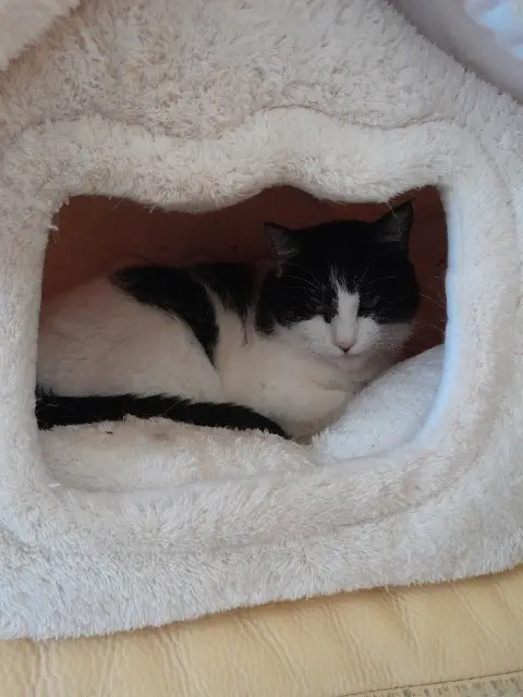chatte lost   16200 Jarnac Isopy