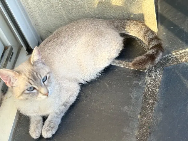 chatte lost   16100 Cognac Kally