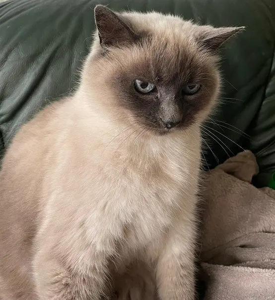chatte lost   16600 Ruelle-sur-Touvre Karpet