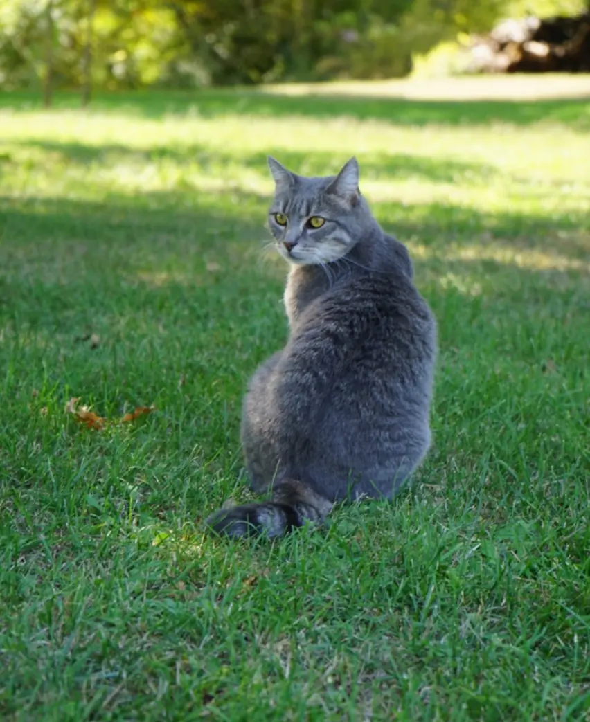 Chatte Perdue 16 Charente - Lady Chatte Perdue 16 Charente - Lady