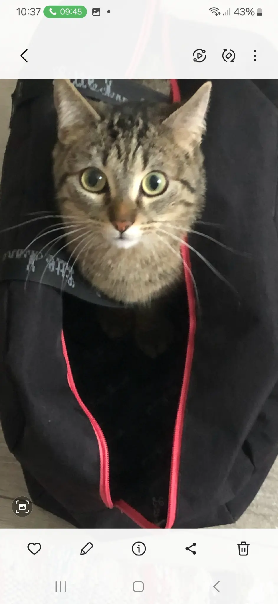 Chatte Perdue 16 Charente - Leelou Chatte Perdue 16 Charente - Leelou