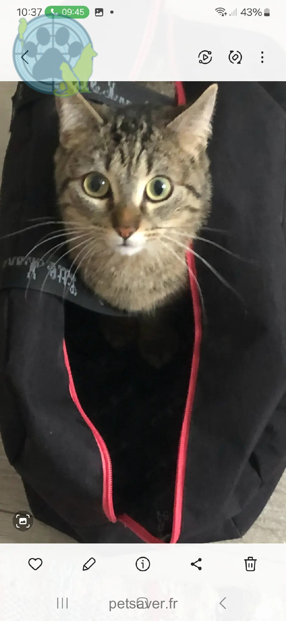 Chatte Perdue 16 Charente - Leelou Chatte Perdue 16 Charente - Leelou