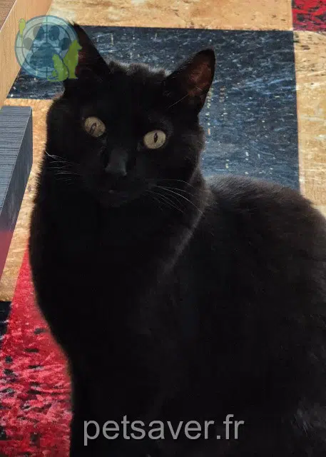 chatte lost   16100 Cognac Lilas