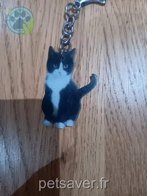 Chatte Perdue 16 Charente - Lilly Chatte Perdue 16 Charente - Lilly