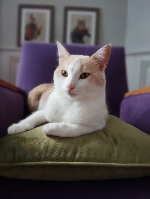 chatte lost   16000 Angoulême Lily