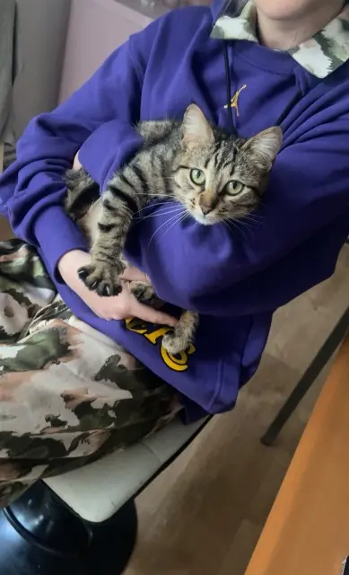 chatte lost   16000 Angoulême Luna