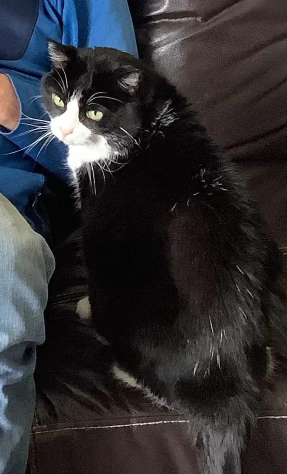 Chatte Perdue 16 Charente - Luna Chatte Perdue 16 Charente - Luna