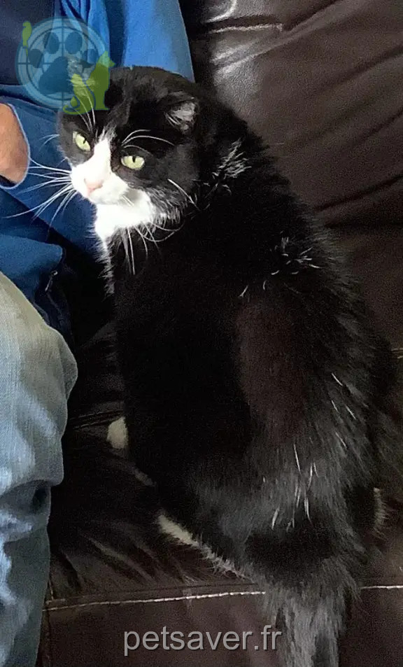 Chatte Perdue 16 Charente - Luna Chatte Perdue 16 Charente - Luna