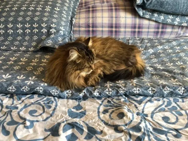 chatte lost   16200 Mainxe-Gondeville Maxette