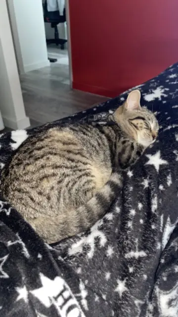 chatte lost   16440 Nersac Maurice