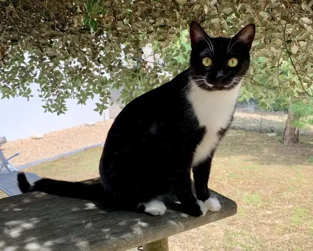 chatte lost   16370 Mesnac Maya