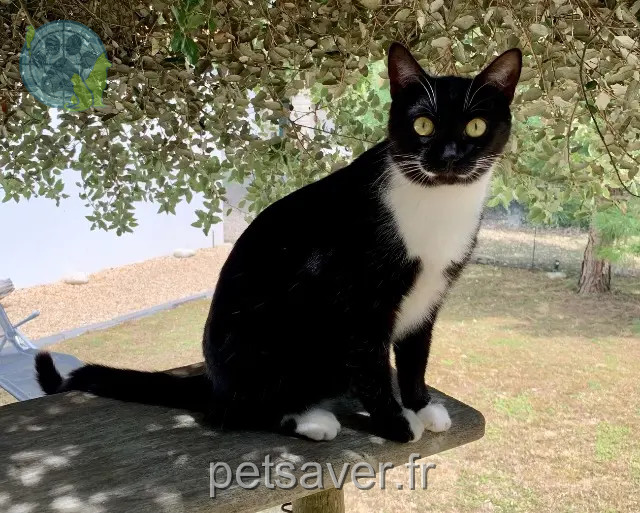 chatte perdue 16370 Mesnac Maya chatte lost 16370 Mesnac Maya