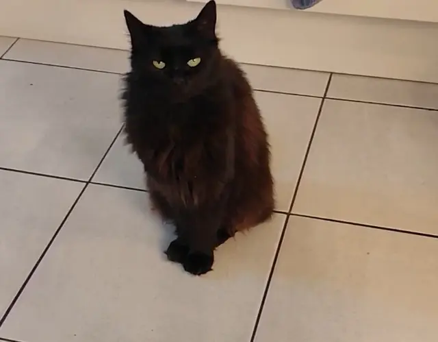 chatte perdue 16430 Champniers Maya chatte lost 16430 Champniers Maya