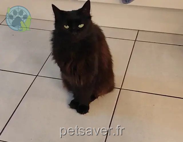 chatte perdue 16430 Champniers Maya chatte lost 16430 Champniers Maya