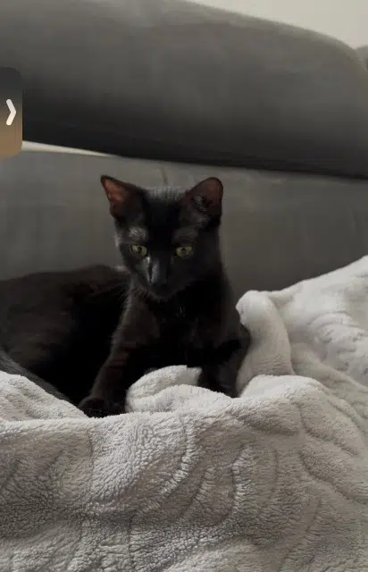 chatte lost   16600 Ruelle-sur-Touvre Merilie