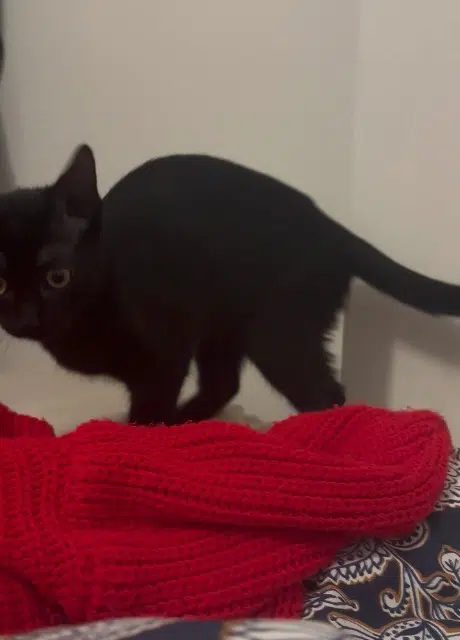 chatte lost   16600 Ruelle-sur-Touvre Merline