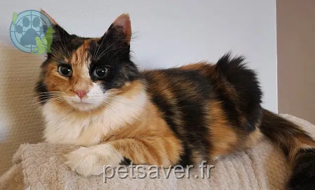chatte lost 16710 Saint-Yrieix-sur-Charente Mia